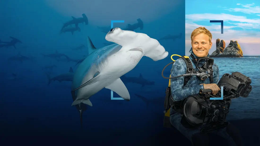 Imagine din filmul Hammerhead Sharks Up Close with Bertie Gregory (2026)