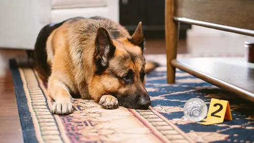Episodul 13